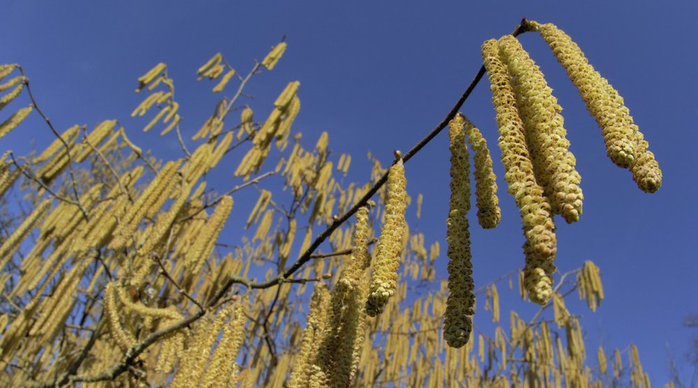 Sind Sie oder Ihr Kind allergisch gegen Pollen? Dann würden wir uns freuen, wenn Sie Ihre Erfahrungen mit uns in einer zweistündigen Gruppendiskussion teilen. Teilnehmende werden pauschal mit 100 Fr. entschädigt. (Foto: Keystone)