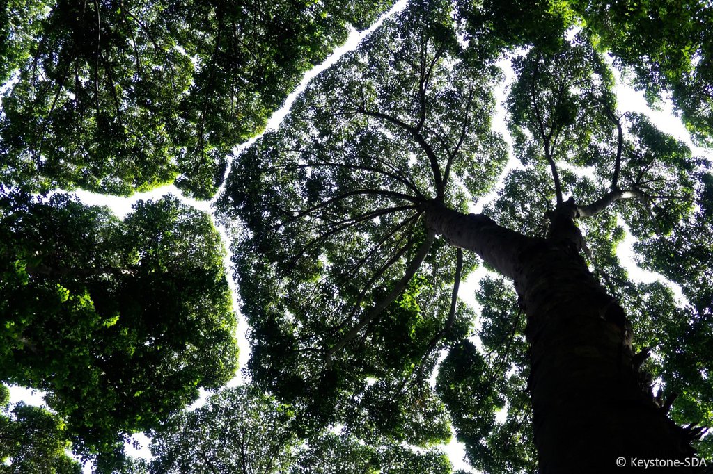 The rain forest in the Amazon basin is of immense importance for the climate: Blockchain can contribute to its protection – for example in being able to prevent illegal logging activities (Photo: Keystone SDA).
