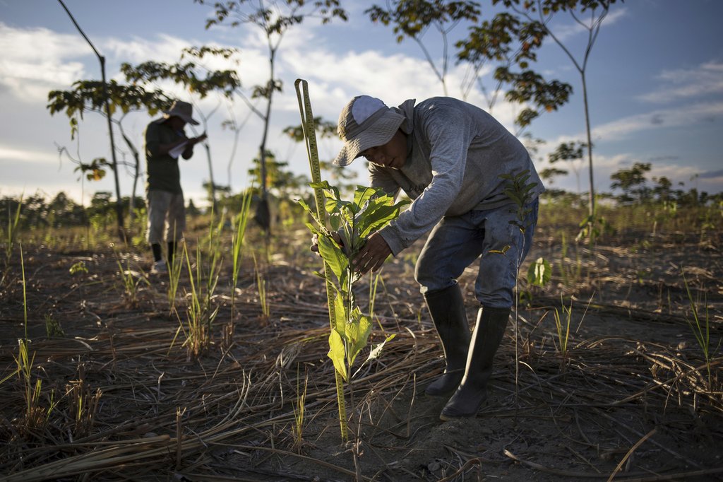 Development cooperation must take climate and environmental risks into account. For example, by promoting the restoration of ecosystems – such as this reforestation project in Peru – in order to protect people's livelihoods from the long-term effects of climate change. (Photo: Keystone)