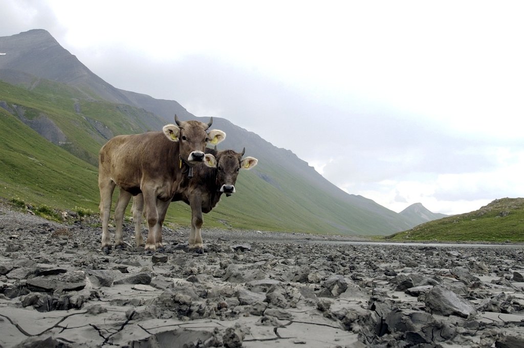 Trockenheit in den Alpen: Zwei der Pilotprojekte setzten sich mit der Wasserversorgung im alpinen Raum auseinander. (Foto: Keystone-SDA)