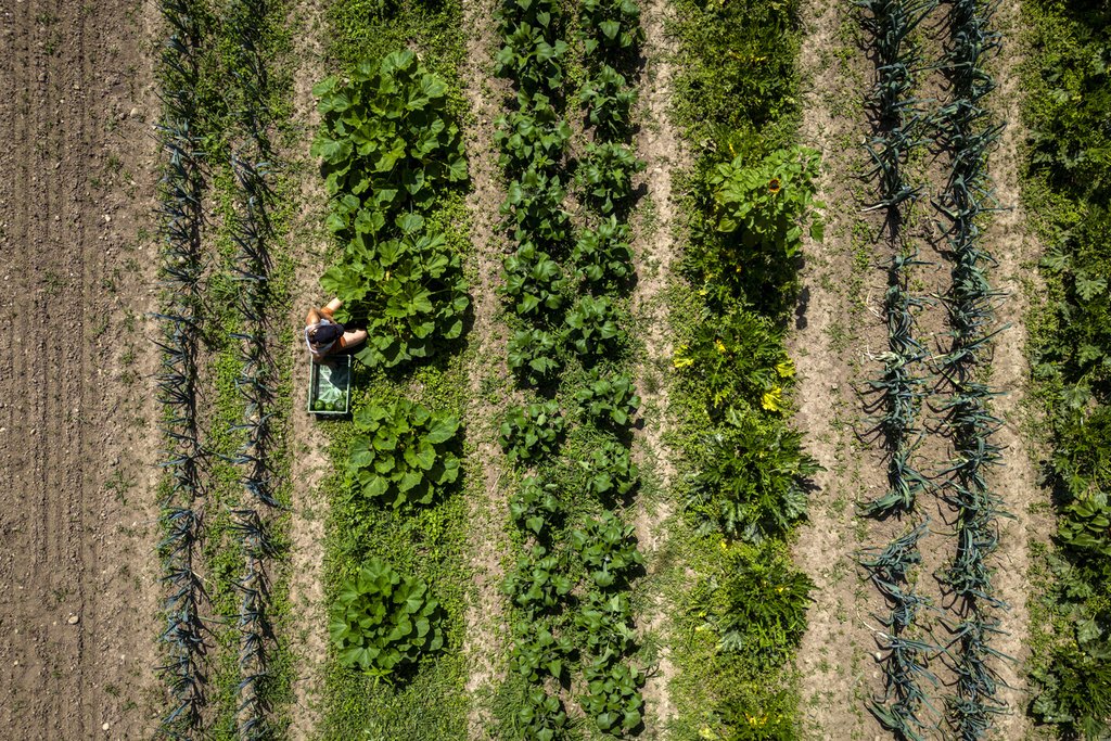 Moskaik-Landwirtschaft von HofLabor als Förderbeispiel: Start-ups und NPO, die ei-nen Beitrag zu den städtischen Klimaschutzzielen oder zur intelligenten Ressourcen-nutzung leisten, können eine Förderung durch KlimUp beantragen. (Foto: Keystone / Michael Buholzer)