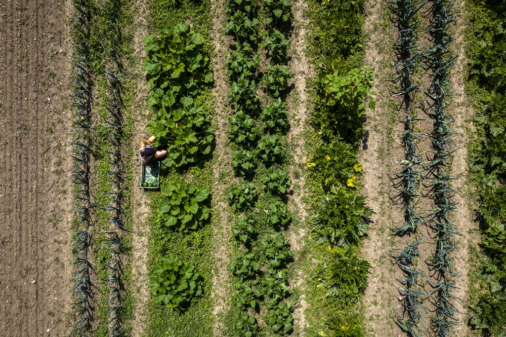 Mosaik-Landwirtschaft von HofLabor als Förderbeispiel: Start-ups und NPO, die einen Beitrag zu den städtischen Klimaschutzzielen oder zur intelligenten Ressourcennutzung leisten, können eine Förderung durch KlimUp beantragen. (Foto: Keystone / Michael Buholzer)