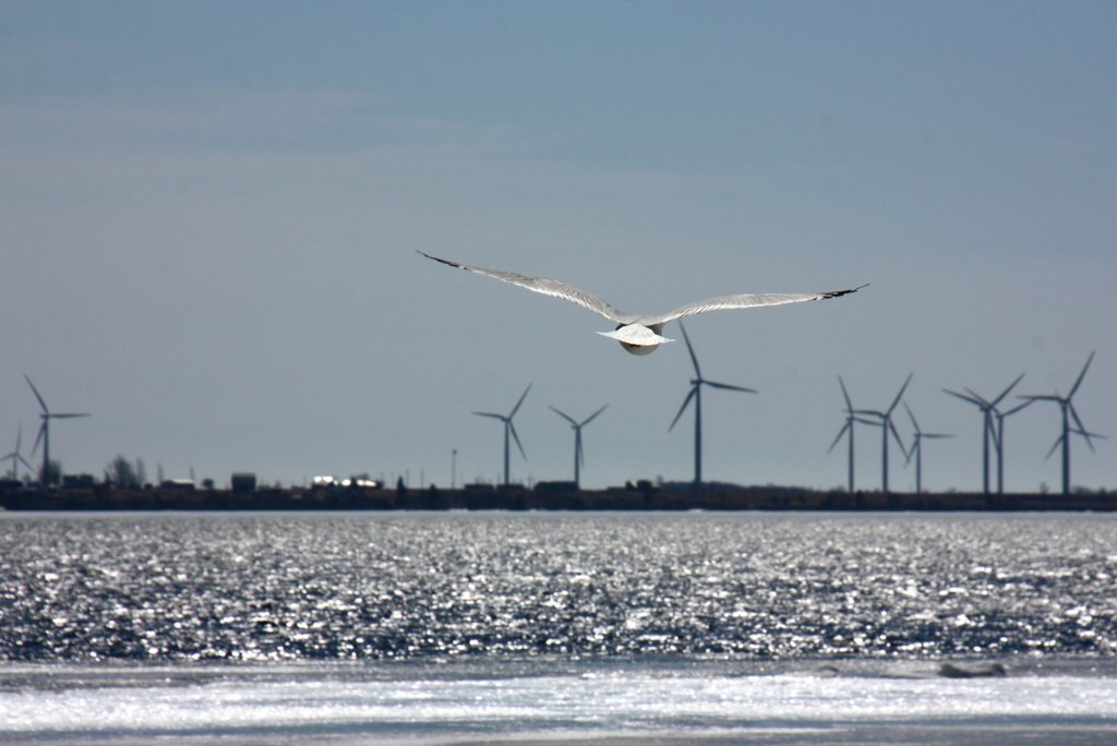 Strom aus erneuerbaren Energiequellen ist für den Klimaschutz unverzichtbar, nicht immer steht er aber im Einklang mit dem Schutz der Biodiversität. (Foto: Anthony Aird / Unsplash)