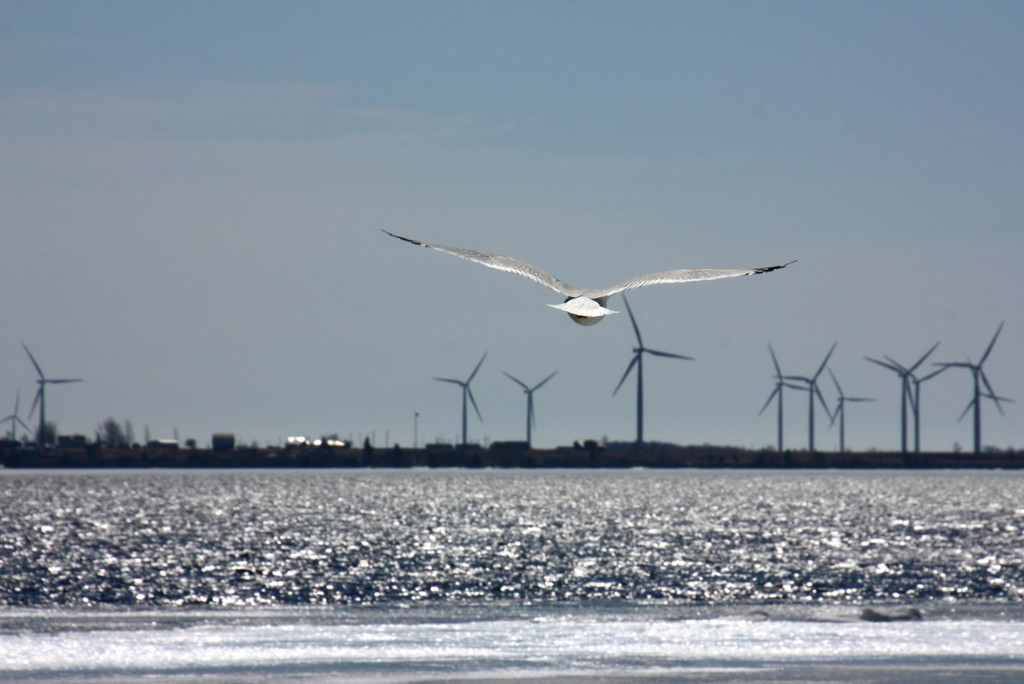 Strom aus erneuerbaren Energiequellen ist für den Klimaschutz unverzichtbar, nicht immer steht er aber im Einklang mit dem Schutz der Biodiversität. (Foto: Anthony Aird / Unsplash)