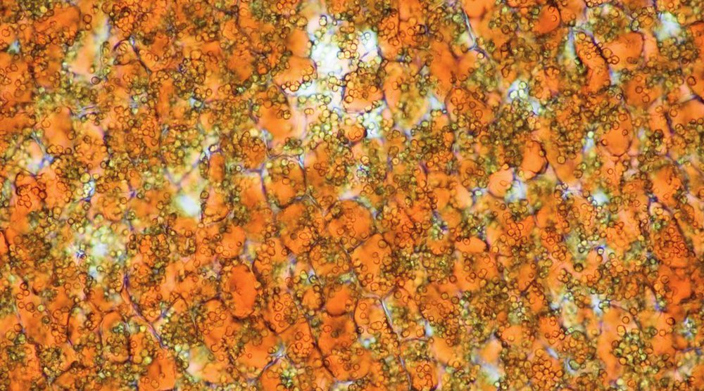 Zum Beispiel im Bereich der Beimischung von Biotreibstoff könnte ein Land sektorübergreifende, handelbare Treibhausgasreduktionen generieren. Ein Leitfaden zeigt, welche Fragen bei deren Quantifizierung wichtig sind. (Foto: Öl der Purgiernuss, das zu Biodiesel verarbeitet werden kann; Keystone)