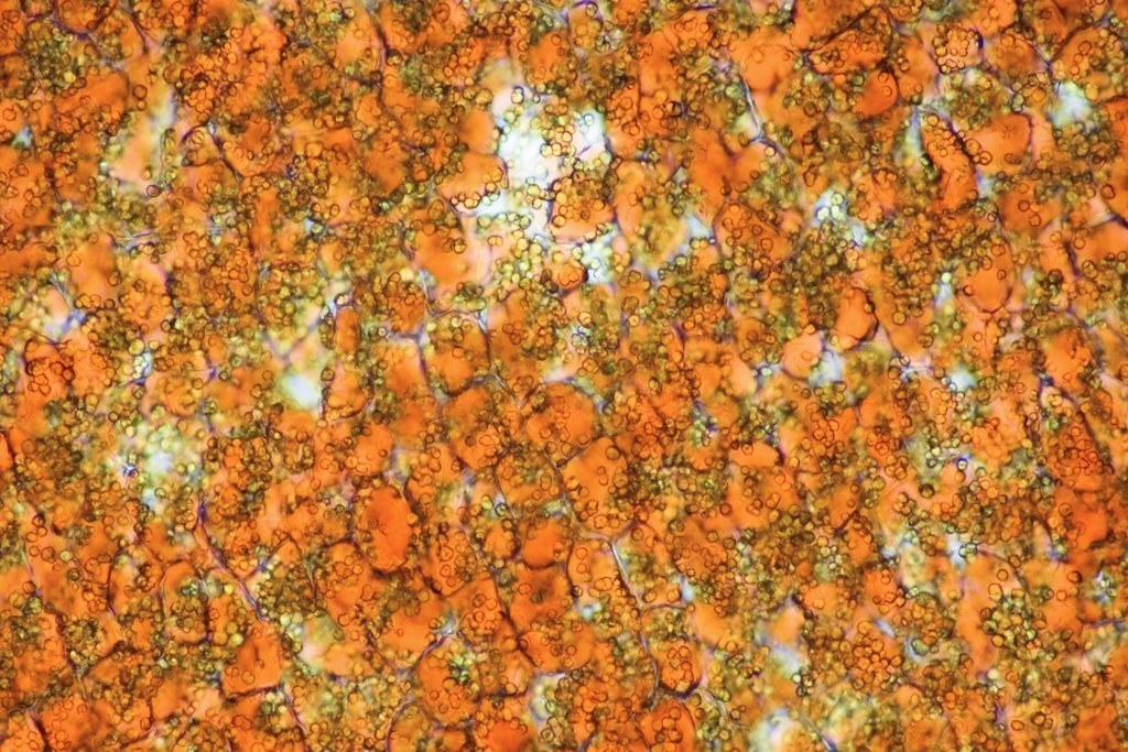 Zum Beispiel im Bereich der Beimischung von Biotreibstoff könnte ein Land sektorübergreifende, handelbare Treibhausgasreduktionen generieren. Ein Leitfaden zeigt, welche Fragen bei deren Quantifizierung wichtig sind. (Foto: Öl der Purgiernuss, das zu Biodiesel verarbeitet werden kann; Keystone)