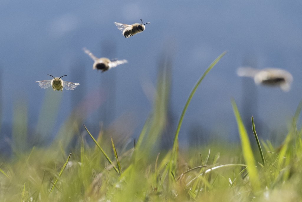 Ihre Arbeit hat Wert: Wildbienen beispielweise leisten mit dem Bestäuben einen zentralen Beitrag für die Landwirtschaft. (Foto: Keystone-SDA / Alessandro della Valle)