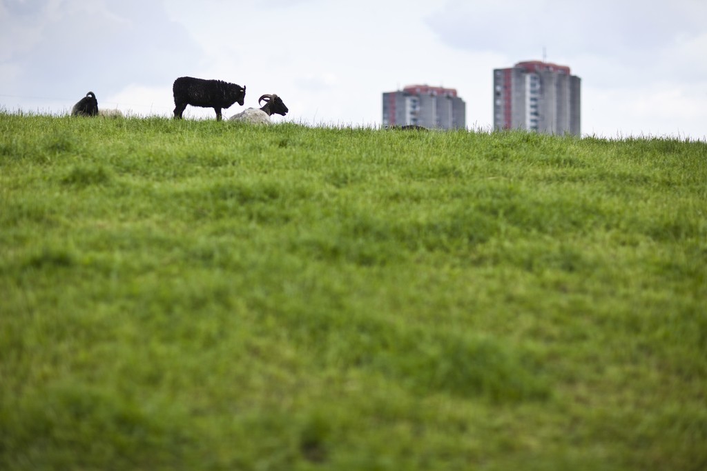 Blick auf den Rand von Bern Betlehem: In der Schweiz sind Stadt und Land nah beieinander – inwiefern werden Herausforderungen raumübergreifend angepackt? (Foto: Keystone-SDA / Gaetan Bally)
