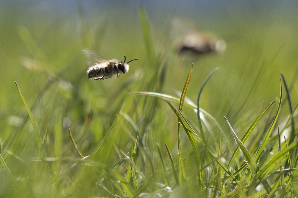 Wild bees are essential for the pollination of many crops – but many types of wild bee speciess are threatened with extinction. (Photo: Keystone SDA)