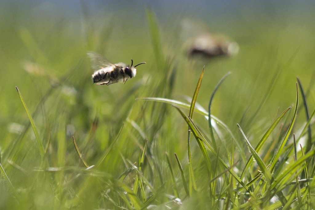 Wildbienen sind für die Bestäubung vieler Kulturpflanzen essenziell – viele Wildbienenarten sind aber vom Aussterben bedroht. (Foto: Keystone-SDA)