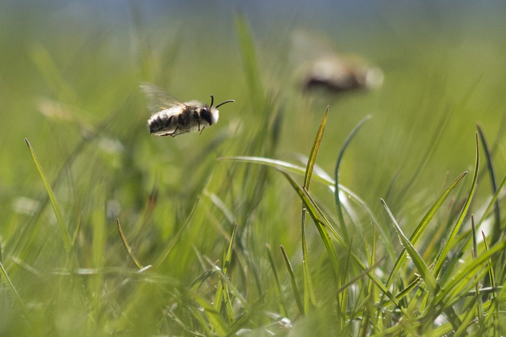 Wild bees are essential for the pollination of many crops – but many  types of wild bee speciess are threatened with extinction. (Photo: Keystone SDA)