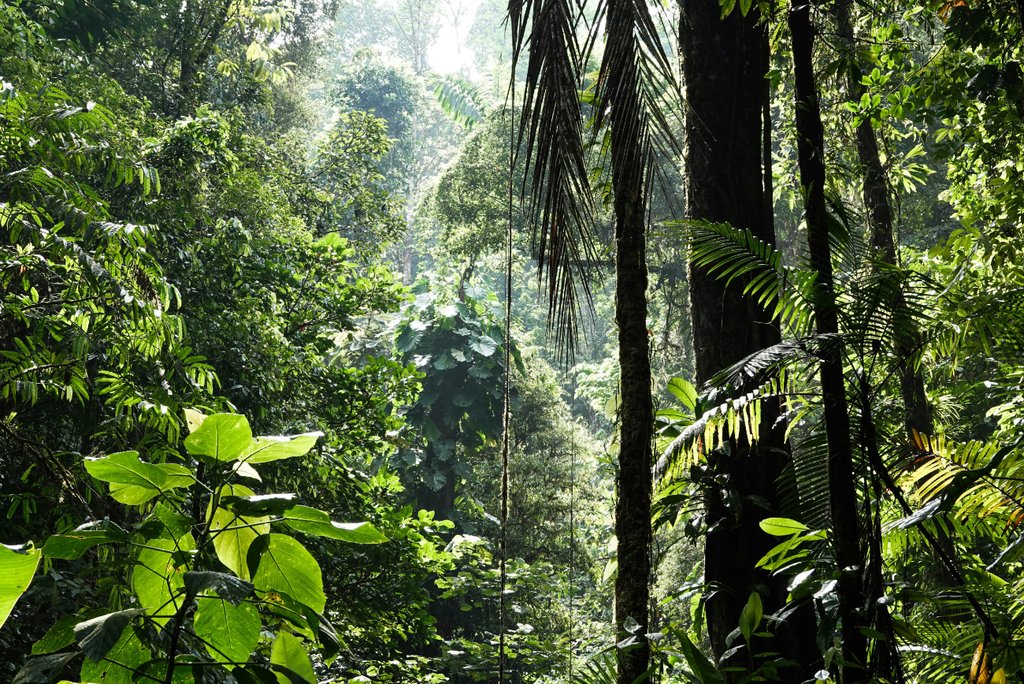 Biodiversity is one of the Global Environment Facility’s five focal areas. (Foto: Alenka Skvarc / Unsplash)