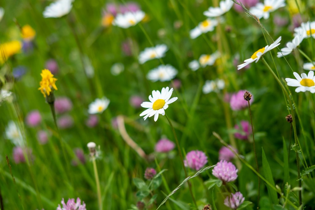Die Biodiversitätsinitiative will einen stärkeren Schutz der Artenvielfalt auf dem Verfassungsweg erreichen – das Stimmvolk entscheidet am 22. September darüber. (Foto: Martin Keller / Unsplash)