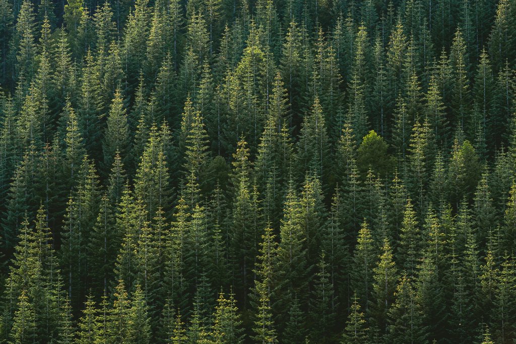 Anstrengungen im Gang: Ein neues Label der «Core Carbon Principles» soll bei Projekten hinter dem Zertifikatehandel eine Mindestqualität garantieren. (Foto: unsplash / Symbolbild)
