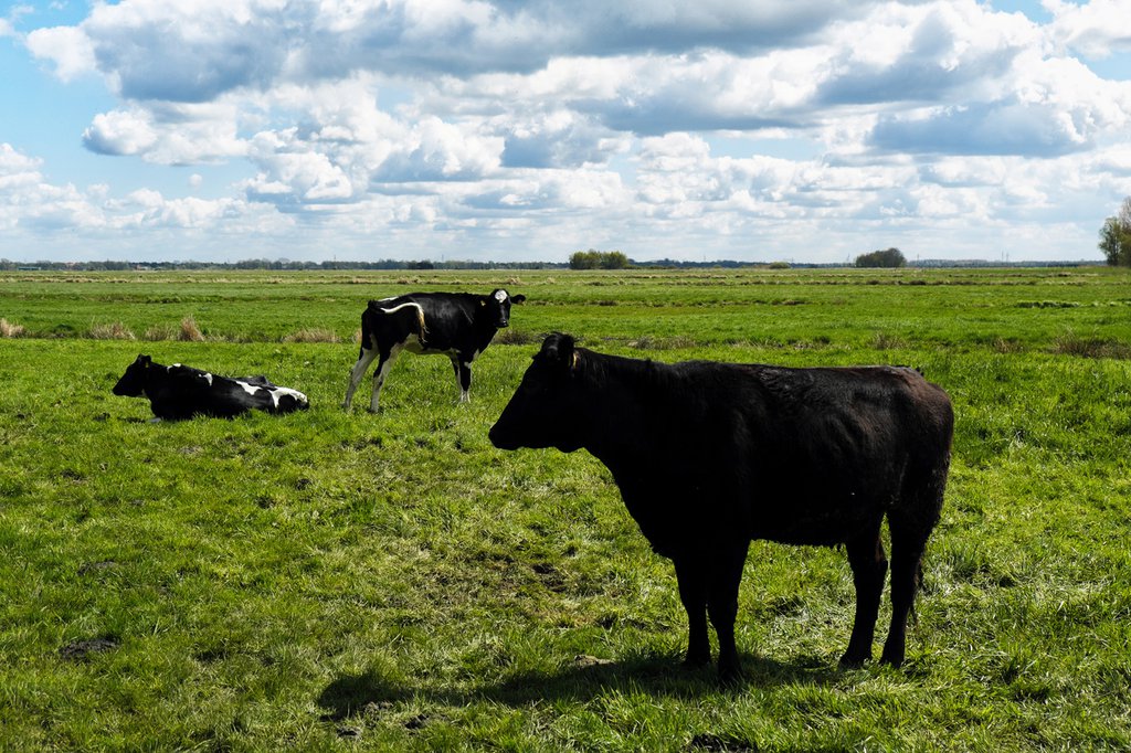 Draussen statt im Stall: Kühe auf einer Weide bei Bremen in Deutschland. (Foto: Keystone-SDA).